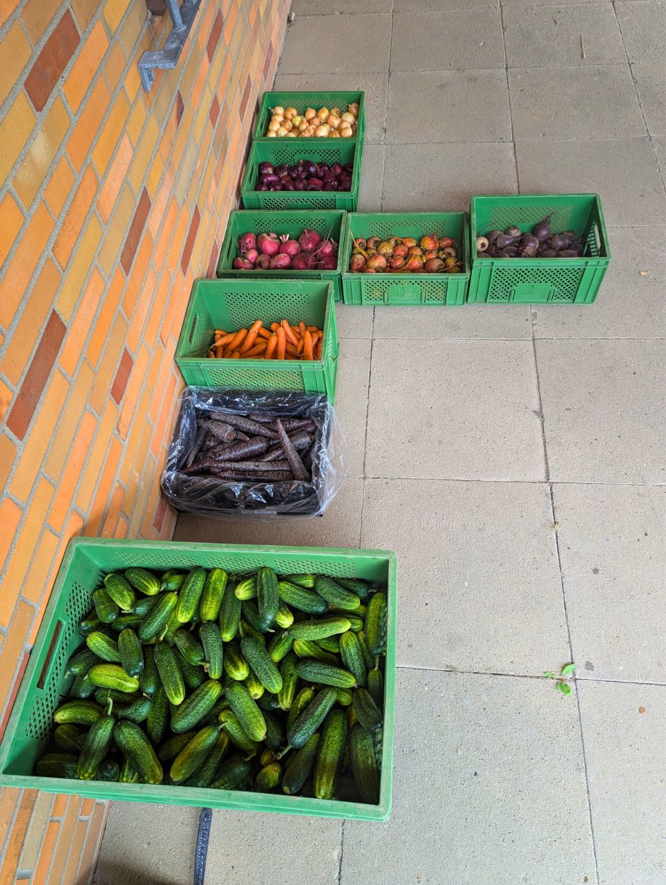 Gurken-einkochen2025_1