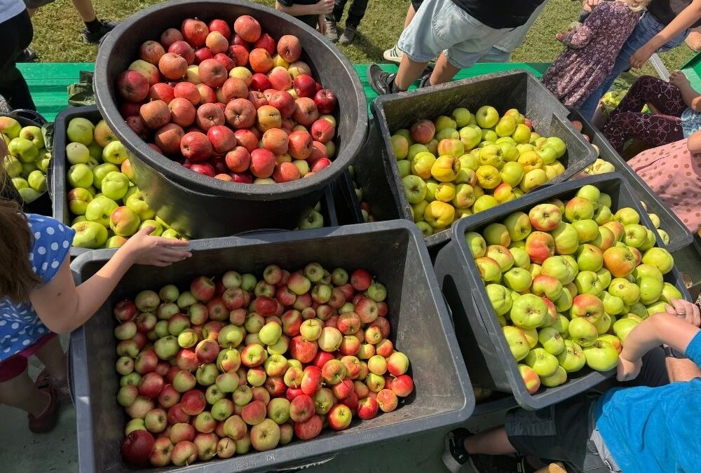Apfelernte und Mosterei 2025