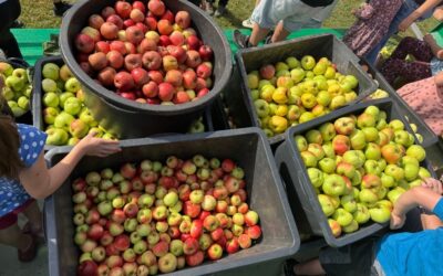 Apfelernte und Mosterei 2025