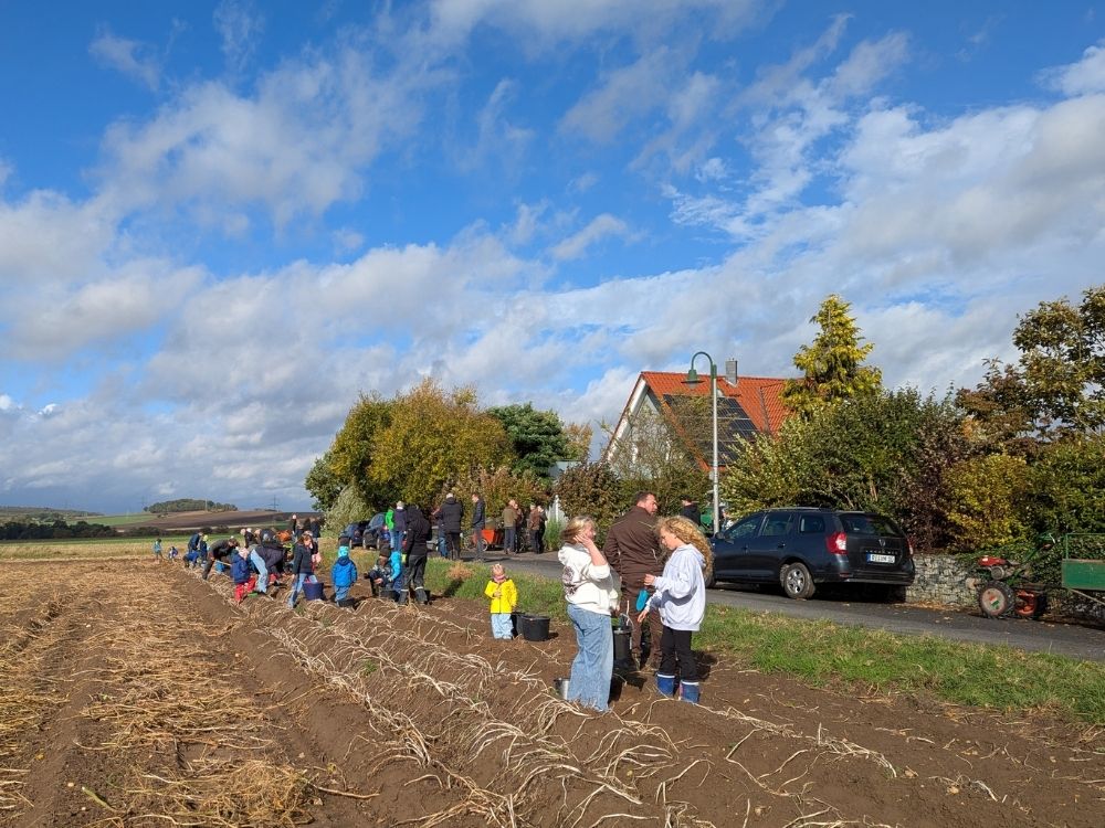 Kartoffelernte2025_1